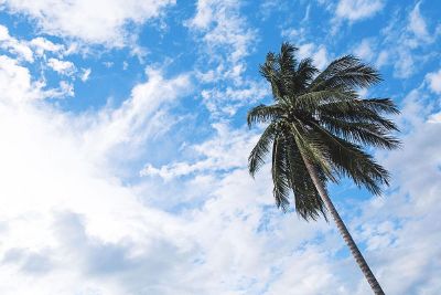 coconut tree try to touch the beautiful sky