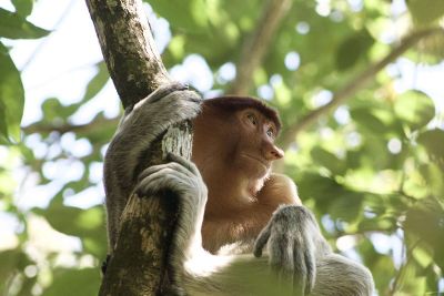 monkey hugging tree