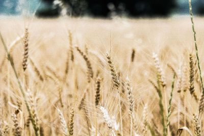 wheat in field