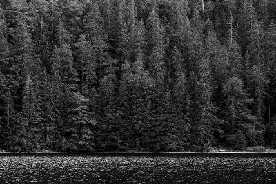 landscape of trees