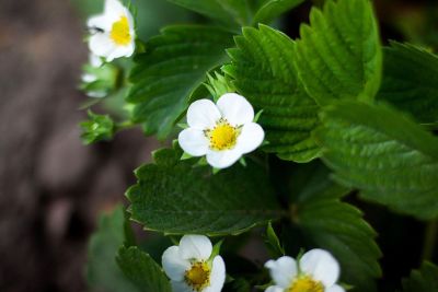 white flowers with yellow centers