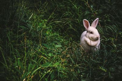 an alert rabbit
