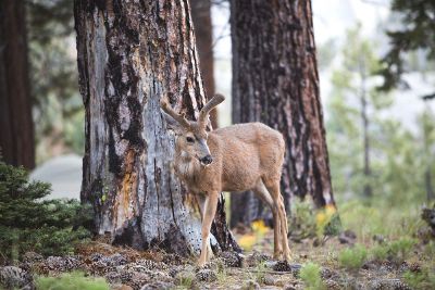 deer near tree