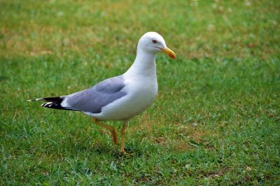 seagull walking on grass