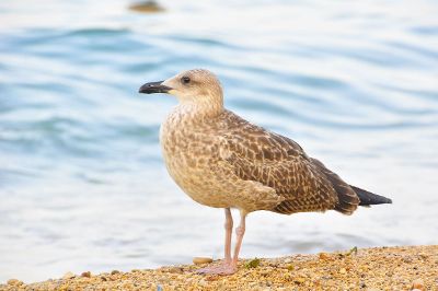 seagull on the beach