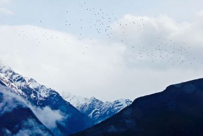 bird flocks in the mountains