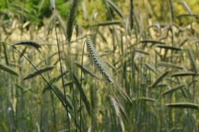 cat tails in a medow