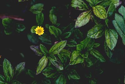 flowers and leaves