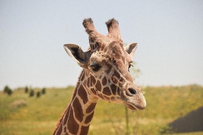 head of giraffe