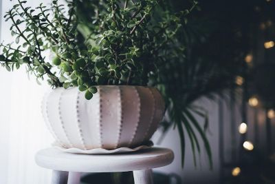 potted plant with bokeh lights