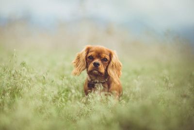 beautiful dog making face