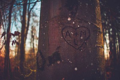 initials carved in a tree