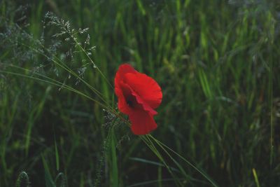 country flower