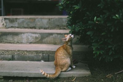 cat sitting on steps