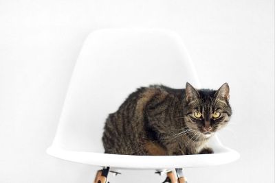 cat on a chair