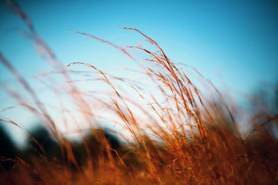 grains in breeze