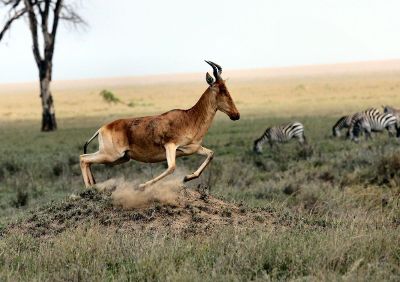 wild animals running