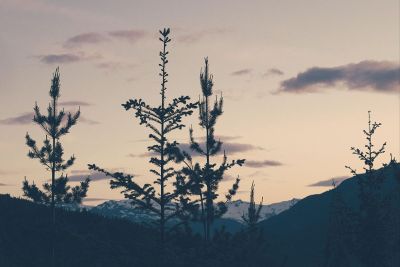 tree silhouette at dusk