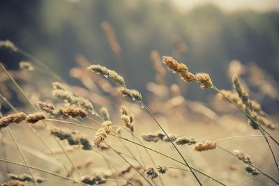 plants blowing in breeze