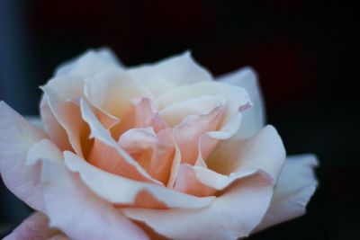 pink white rosein hand