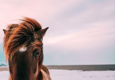 a pretty horse