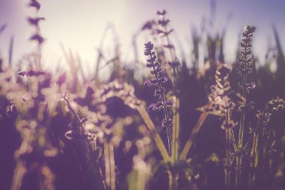 small purple flowers in the sun