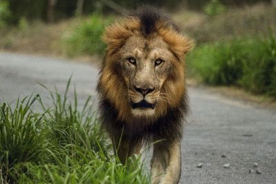 lion facing the camera