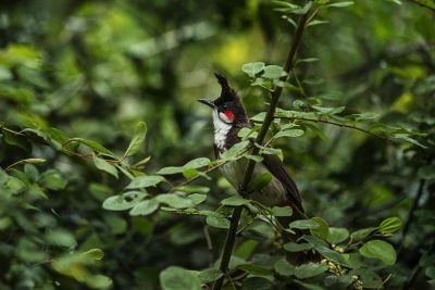 crested bird in a tree