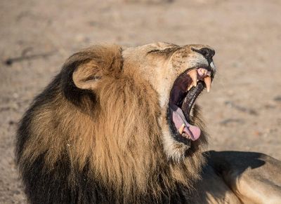 lion yawning