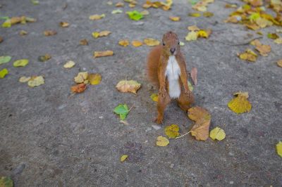 startled red squirrel
