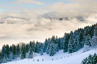 snow covered trees in the mountains