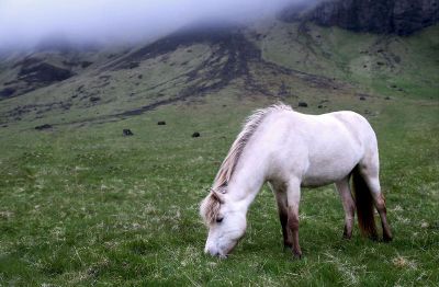 horse in meadow