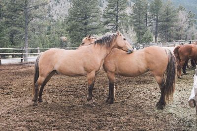 horses on a ranch