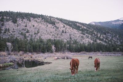 horses grazing on a mountain meadow