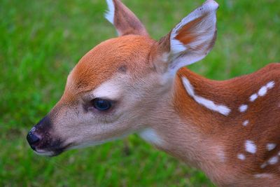 lonely deer