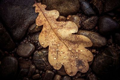 leaf on rocks