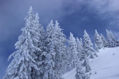 winter trees on hill