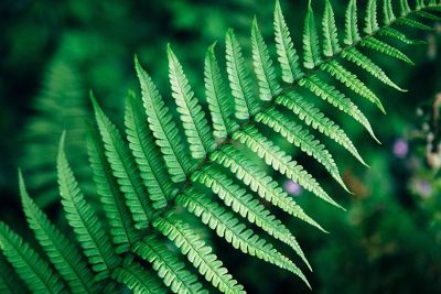 green leaves and flower