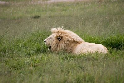 lion sitting in grass