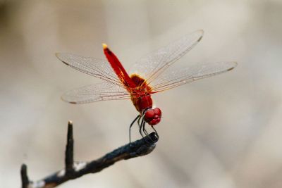 perched dragonfly