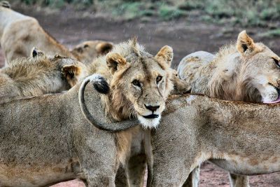 lions in the wild