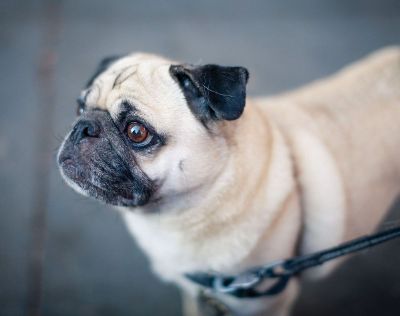 a pug staring