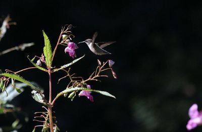 hummingbird near flowers