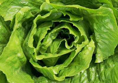 a bunch of green lettuce