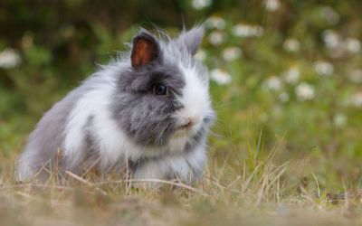 grey and white bunnies