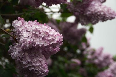 purple flowers against the sky