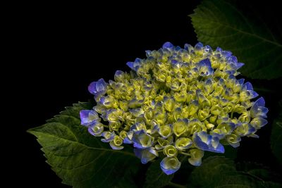 closeup blue hydrangea
