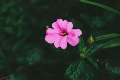 pink open flower
