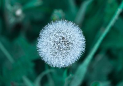 dandelion with dew