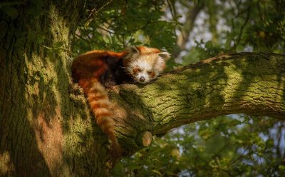 red panda in a tree